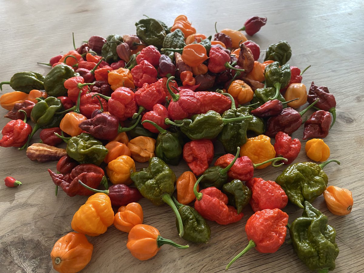 chiliLAB 🇨🇦🌶️ tweet media