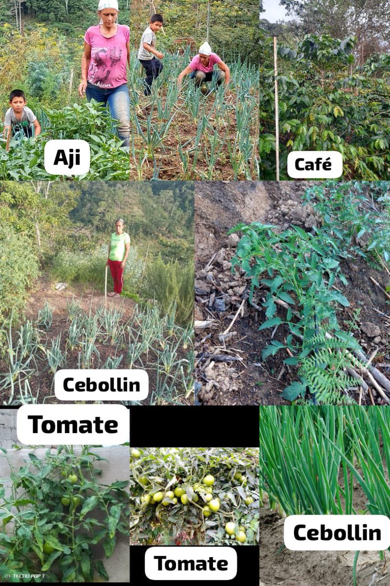 Programa: Educativo - Productivo.

Seguimos impulsando familias a levantarse para construir su propio negocio.

Las familias Angulo Gutiérrez y Arellano Rojas cumpliendo metas 🙏🏻✌🏻🇻🇪

Gracias a todas las personas que apoyan este maravilloso programa. Dios Les Bendiga 🙏🏻