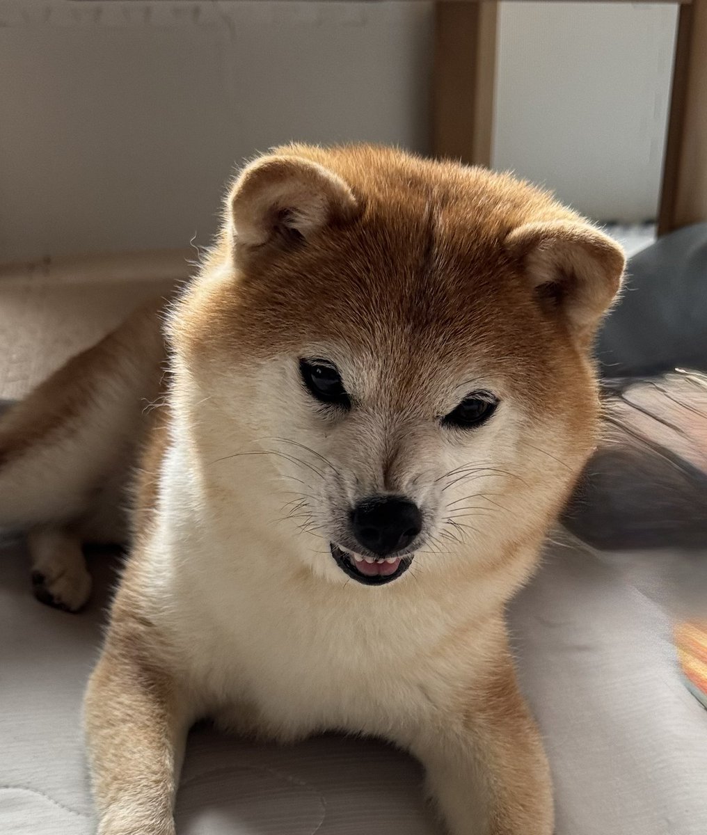 芝犬です。 柴犬 - Search / X