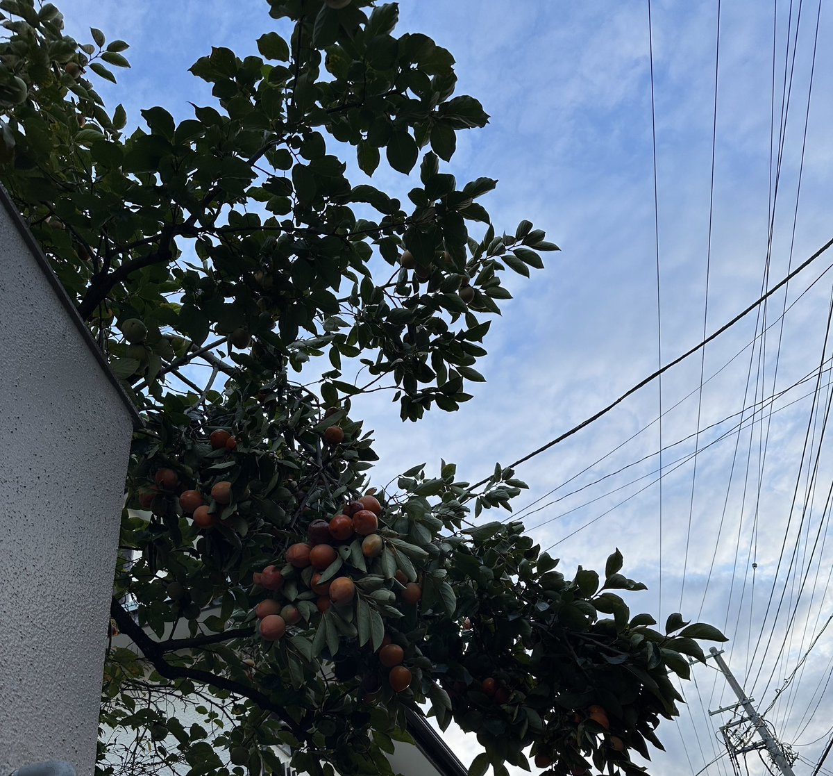 ミカ (@ym12d44) / Posts / X