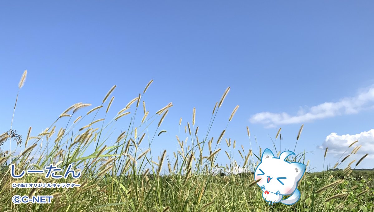 JDCS_2022's tweet image. しーたん🦊「おはようたんですo(*°ᗜ°*)o☀️

お散歩してたら猫じゃらしを見つけたから
じゃれて遊んだよww🌾ฅ(๑˃ ꒳ ˂๑ฅ )

遊びつかれて…
眠くなっちゃった…ん…
_(⸝⸝-𖥦-⸝⸝`_)⌒)_💤

今日もよろしくねー🍀٩(｡˃ ᵕ ˂｡)و💛」

#企業公式が挨拶を言い合う
#企業公式相互フォロー祭り