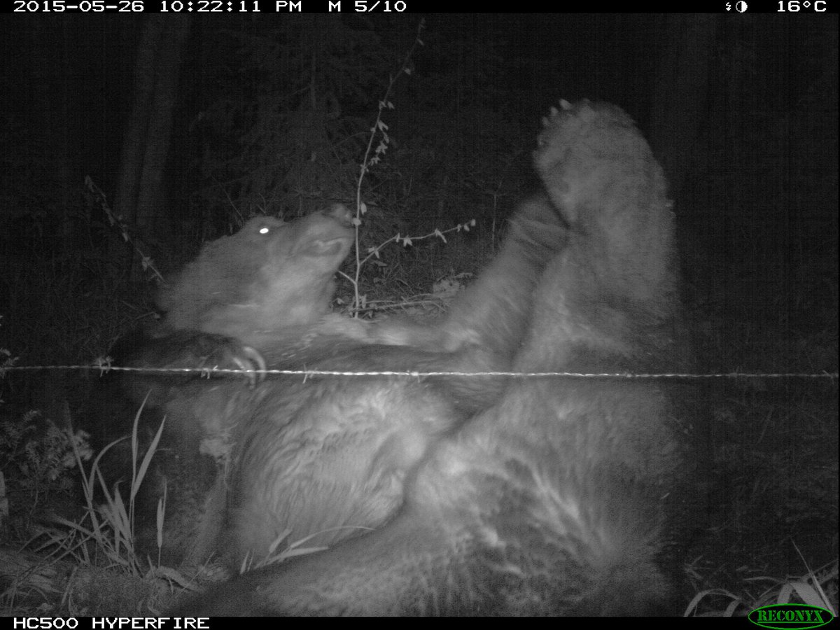trailcam (@trail_cams) on Twitter photo 