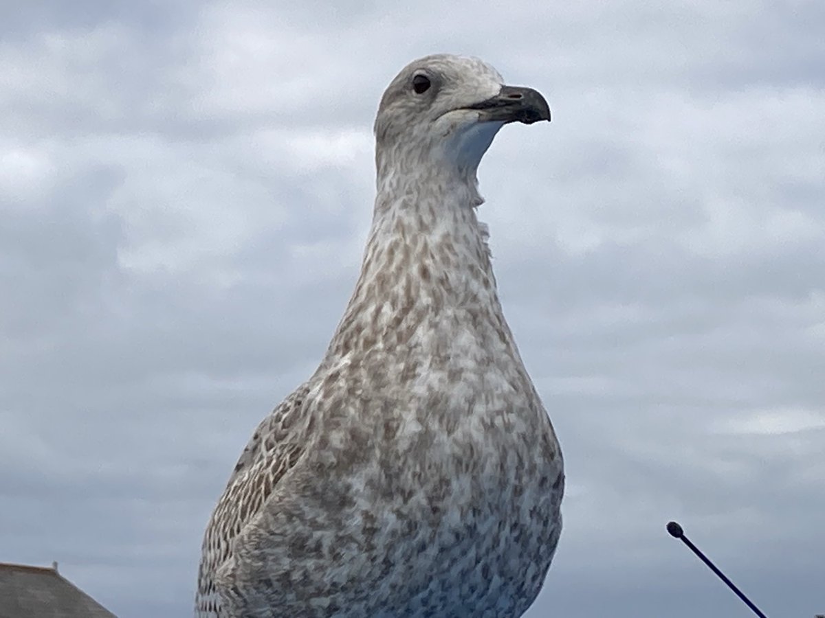 KazK2468's tweet image. A Seagull takes to the mic 🎤

Calling:

NO #DigitalIdentification

#DigitalID WILL NOT happen!

WE WILL #UniteTheKingdom 🇬🇧

WITH ⁦@TRobinsonNewEra⁩ #UTK

#operationraisethecolours 🇬🇧🏴󠁧󠁢󠁳󠁣󠁴󠁿🇮🇪🏴󠁧󠁢󠁷󠁬󠁳󠁿

#Seagull #Love #Nature ❤️