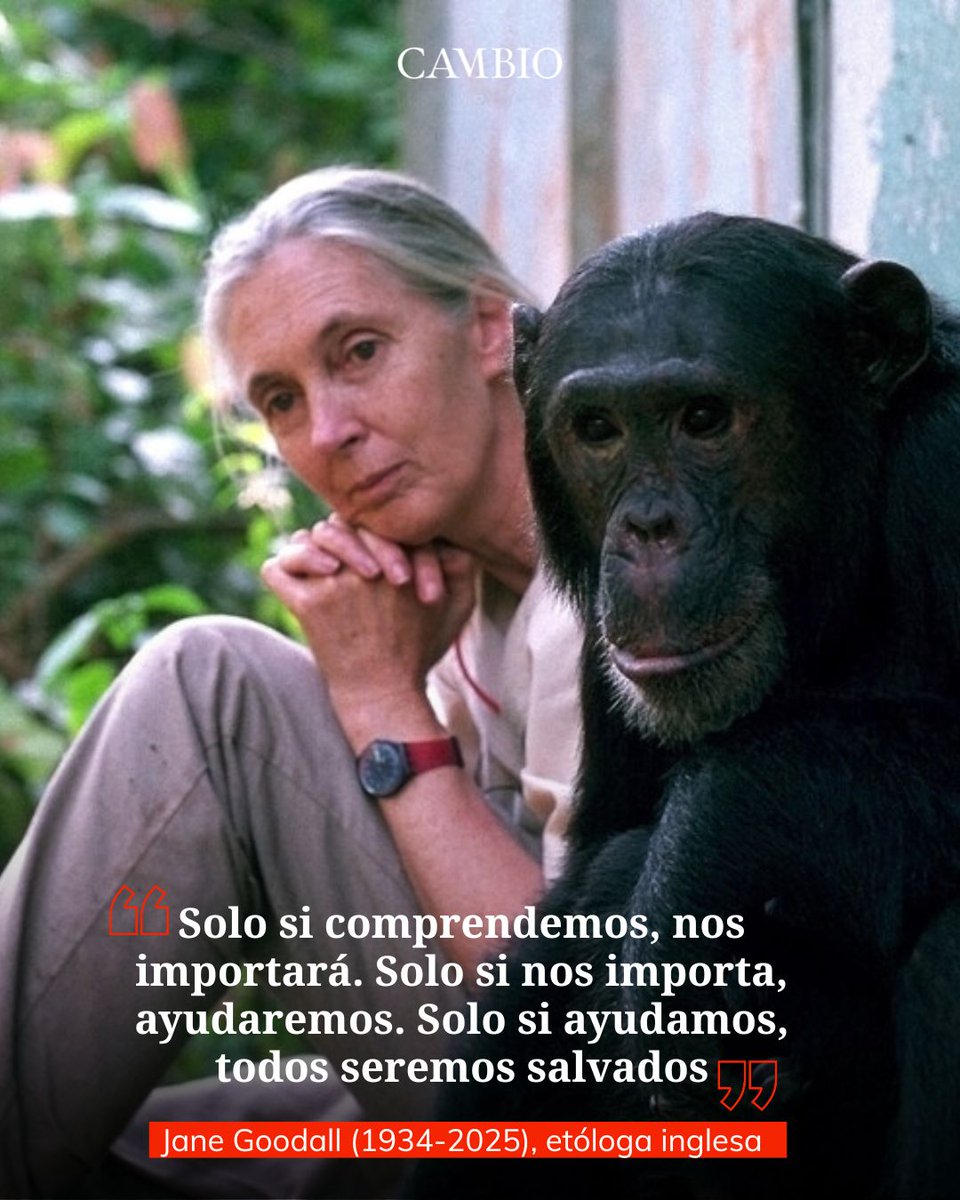 Murió Jane Goodall a sus 91 años: 10 frases inspiradoras de la científica que le dedicó su vida al estudio de los chimpancés
cambiocolombia.com/medio-ambiente…