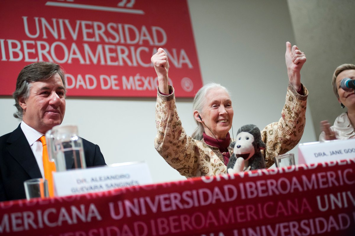 Despedimos a Jane Goodall, cuyo legado nos recuerda que cada acción cuenta.
En 2011, desde el Patronato llevamos su voz a la IBERO y a cientos de jóvenes que siguen inspirándose en su ejemplo.
