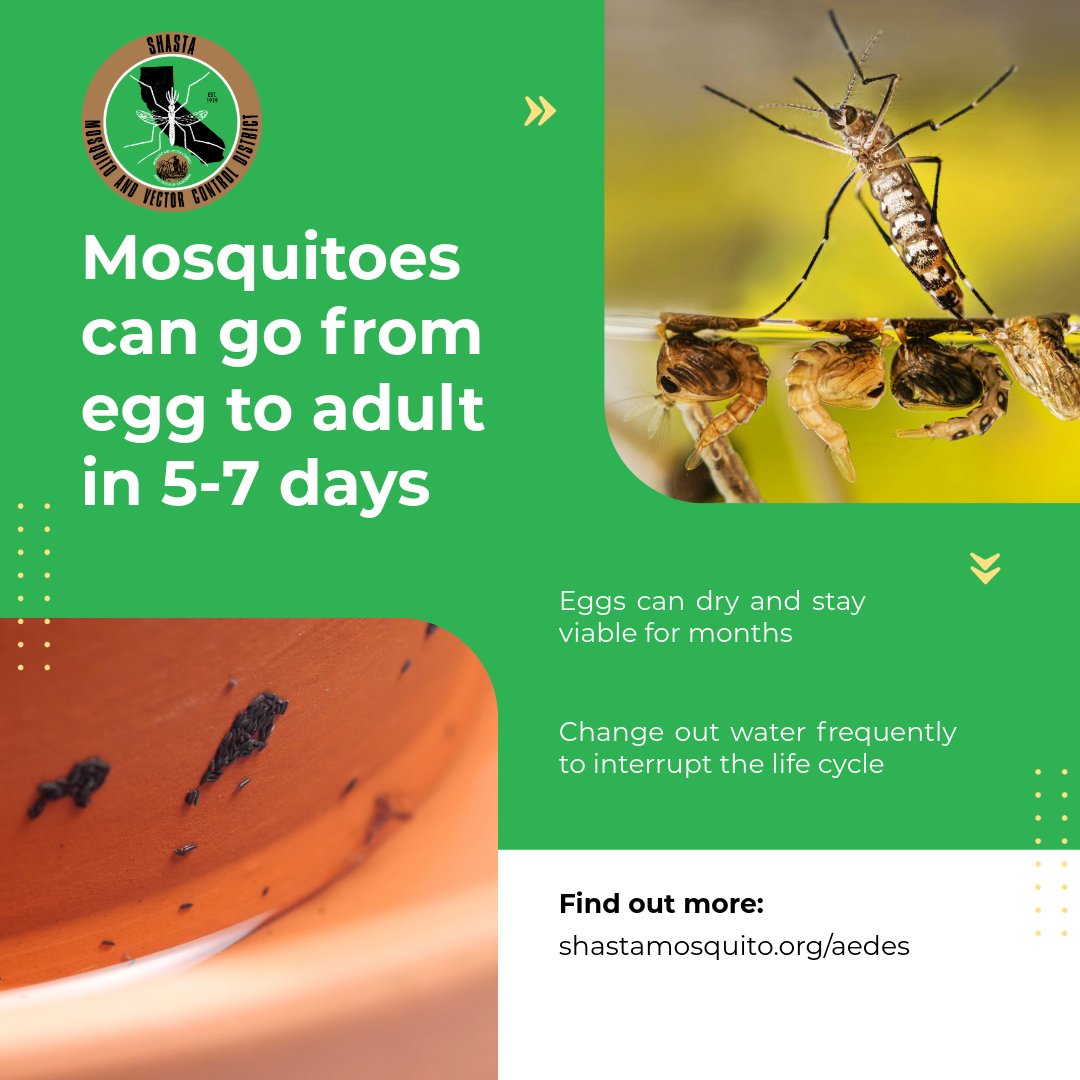 SMVCD's tweet photo. After the rain, dump and drain. 
Together, we can stop invasive Aedes mosquitoes. 
Find the weekly mosquito habitat checklist here: https://t.co/7cc8T83edL

#invaedes #dumpanddrain #shastamosquito https://t.co/kvuMQXoav4