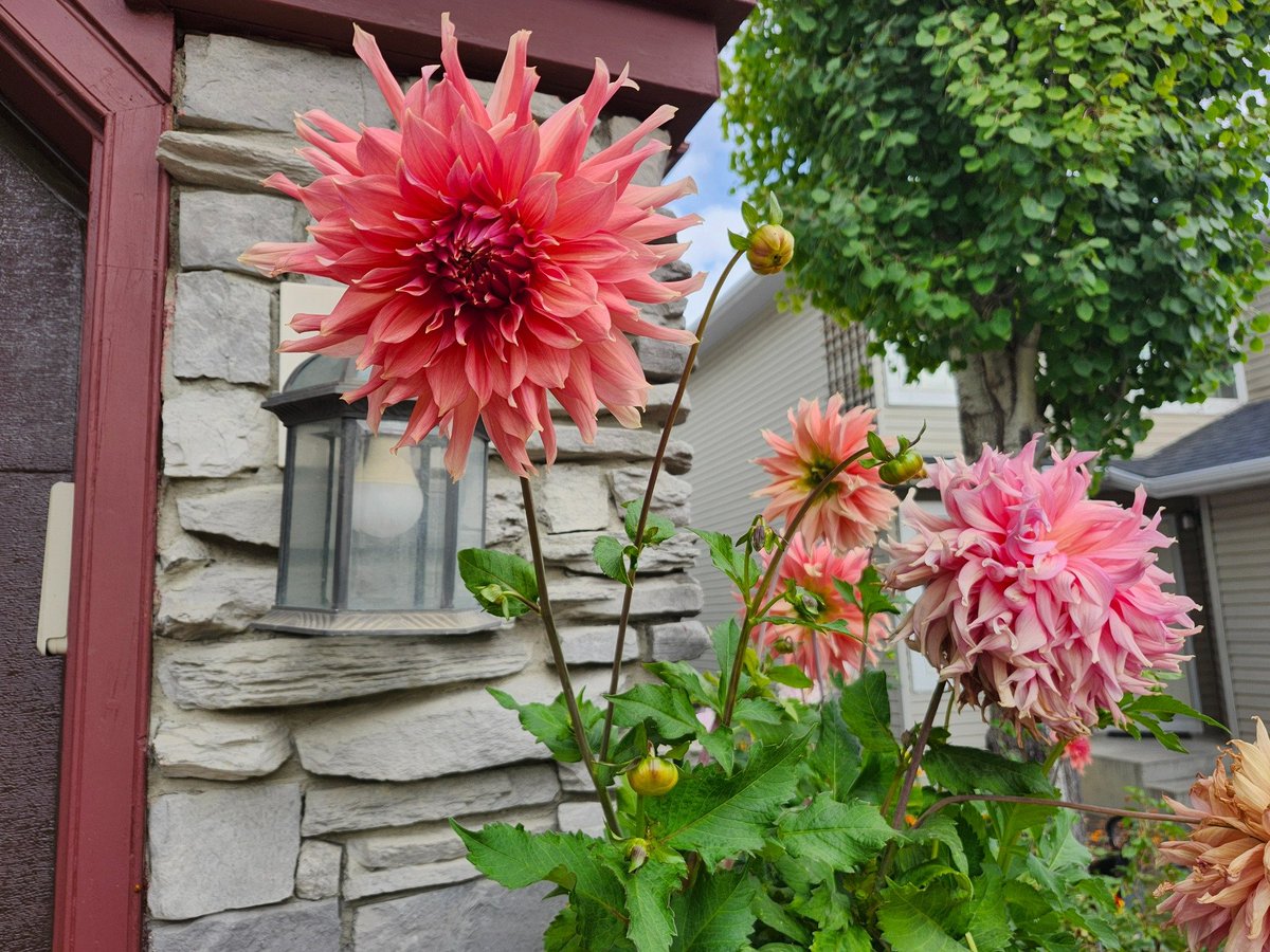 WalkingCalgary's tweet image. Some snapshots taken during our walk in #HiddenValley today.

#Calgary  #yyc