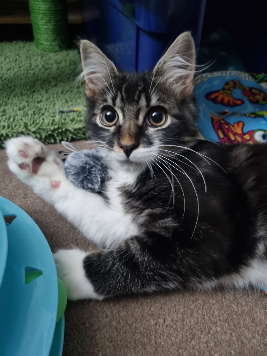 Loopy Fiasco tweet media