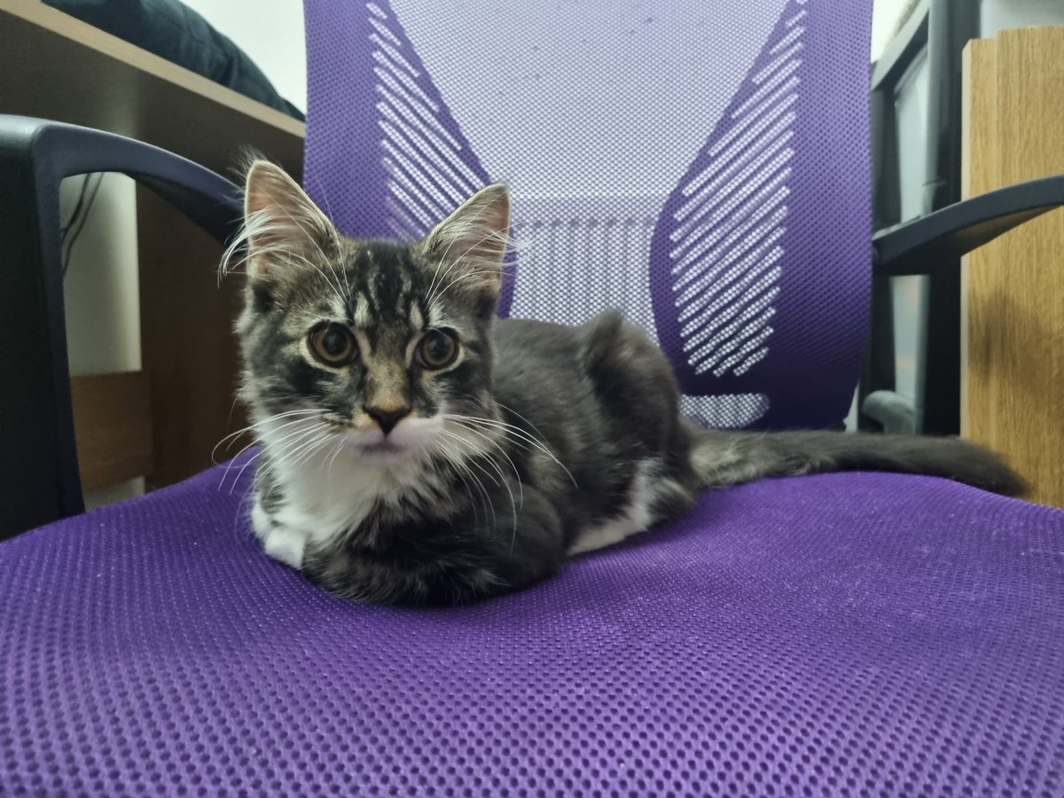 Loopy Fiasco tweet media