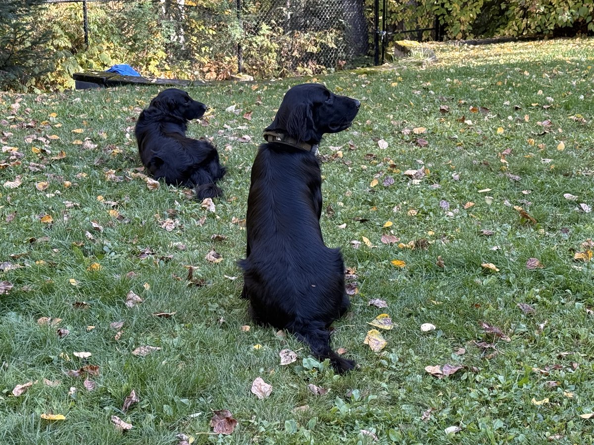 We's is lookin' at the neighbour but we's isn't lookin' at yous. #WontLookWednesday