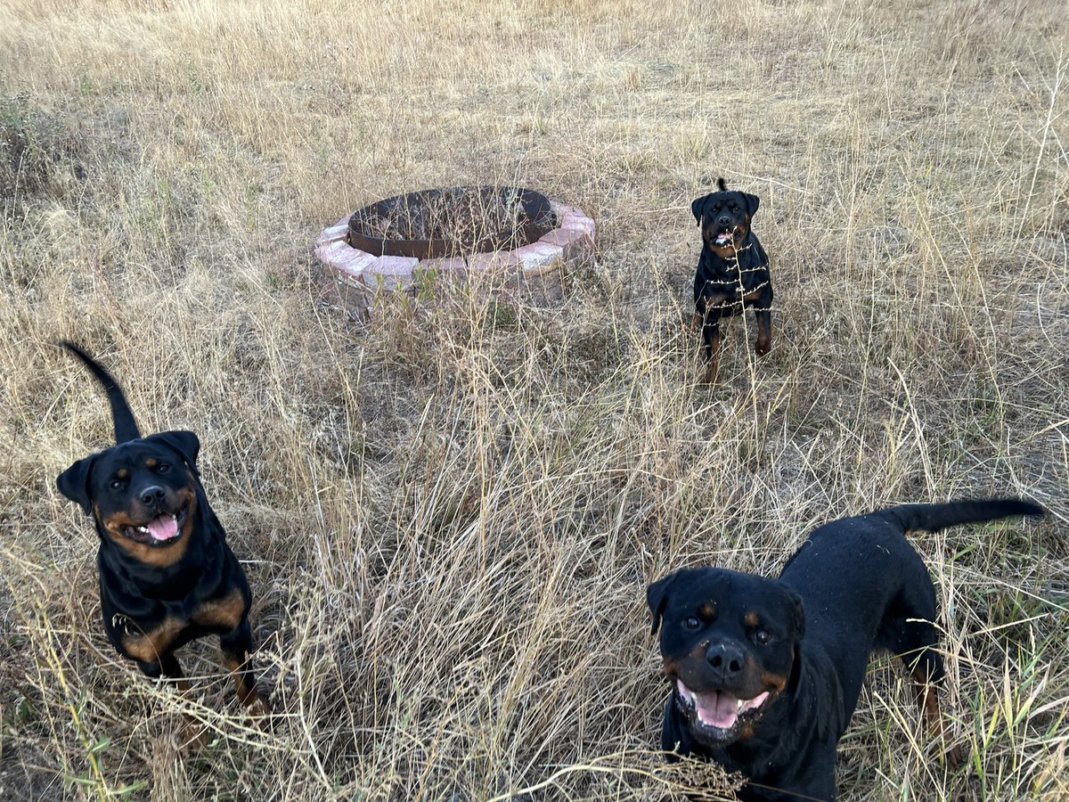 BellaFogalRotts's tweet image. 🖤 🐾 🤎 Happy first day of October, and even more importantly, “#NationalBlackDogDay”. Apparently, these spoiled knuckleheads get a special day each and every day… Ricky, Bruna, and Gipsy clearly agree! 🤪 💕 😂 #PuppyLove #DogsOfTwitter #Rottweilers #Fall #Family #Fun