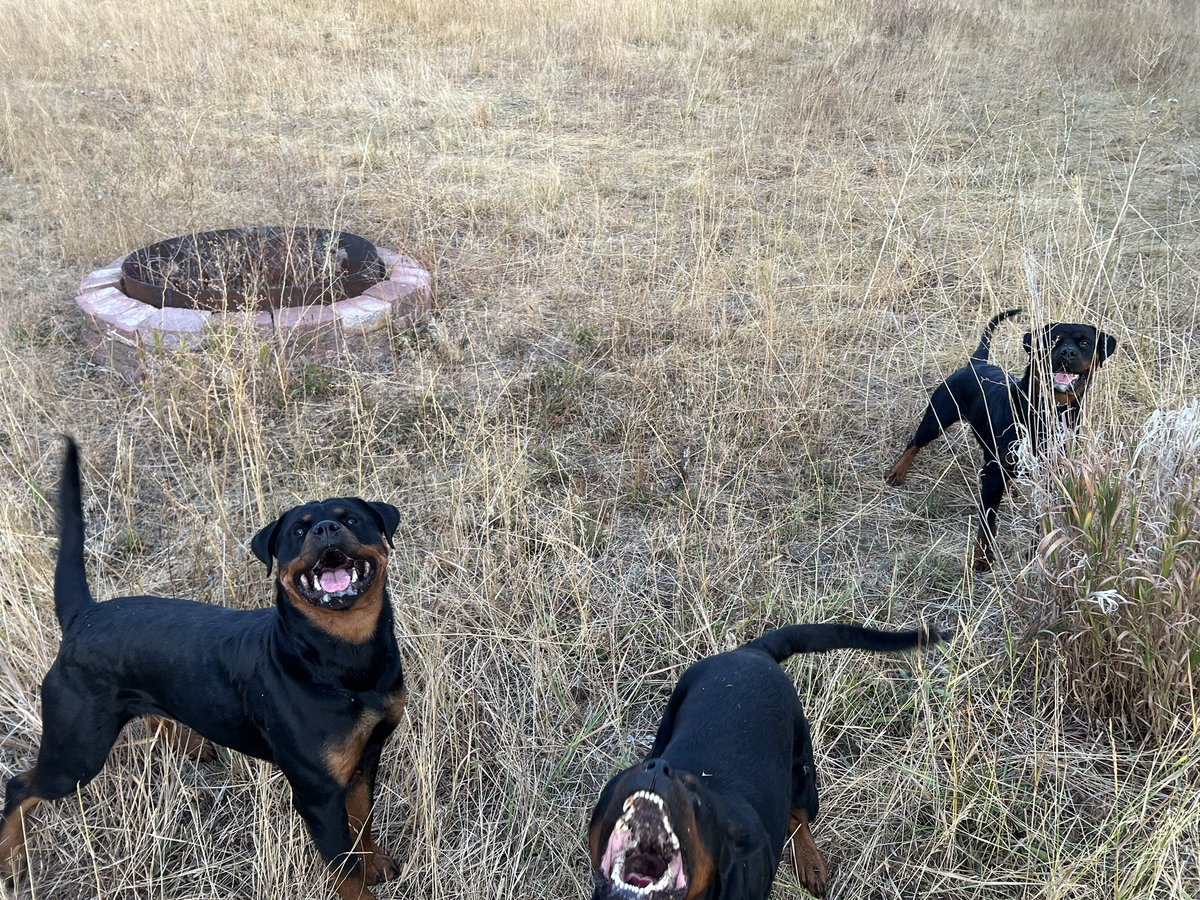 BellaFogalRotts's tweet image. 🖤 🐾 🤎 Happy first day of October, and even more importantly, “#NationalBlackDogDay”. Apparently, these spoiled knuckleheads get a special day each and every day… Ricky, Bruna, and Gipsy clearly agree! 🤪 💕 😂 #PuppyLove #DogsOfTwitter #Rottweilers #Fall #Family #Fun