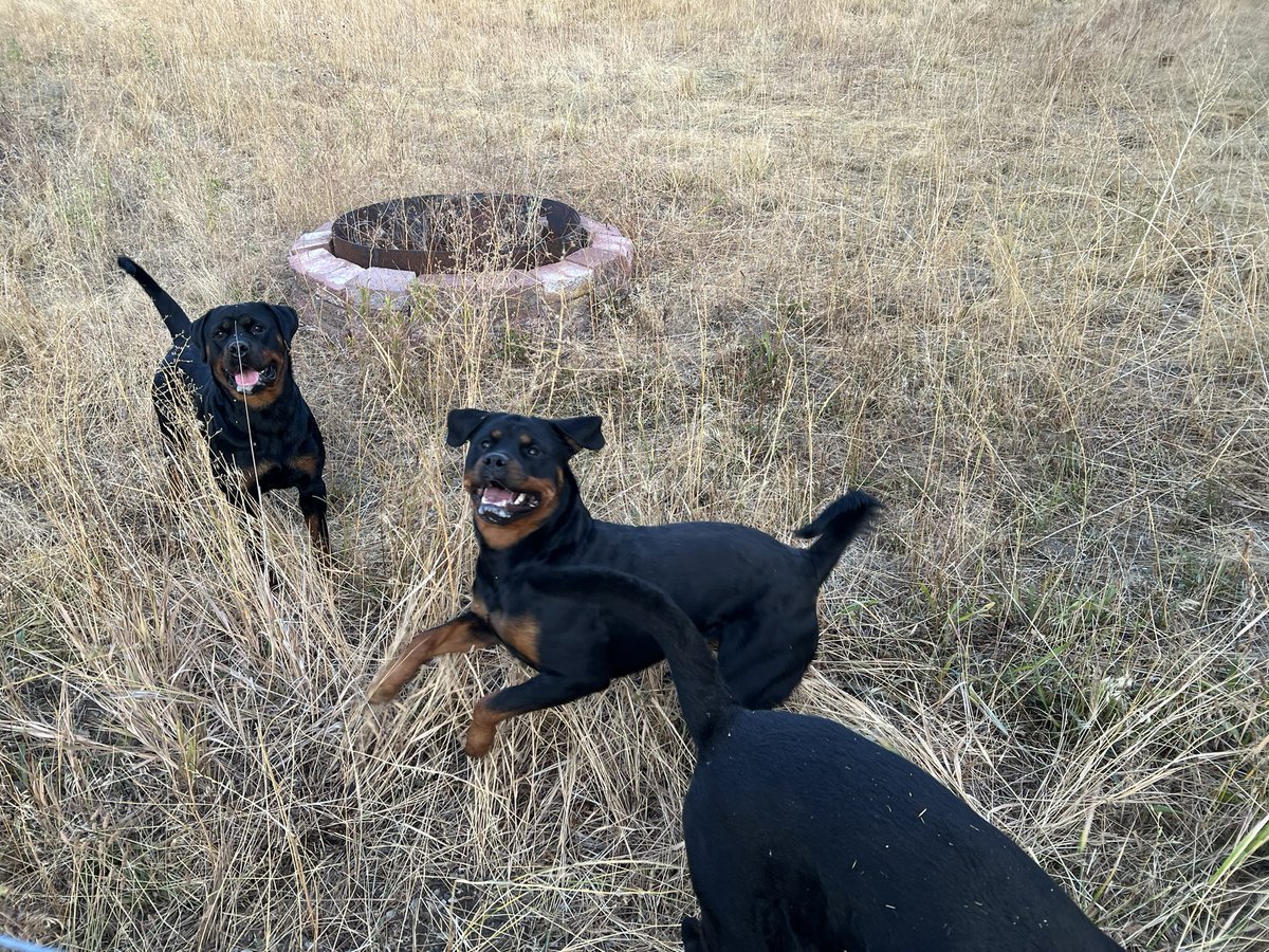 BellaFogalRotts's tweet image. 🖤 🐾 🤎 Happy first day of October, and even more importantly, “#NationalBlackDogDay”. Apparently, these spoiled knuckleheads get a special day each and every day… Ricky, Bruna, and Gipsy clearly agree! 🤪 💕 😂 #PuppyLove #DogsOfTwitter #Rottweilers #Fall #Family #Fun
