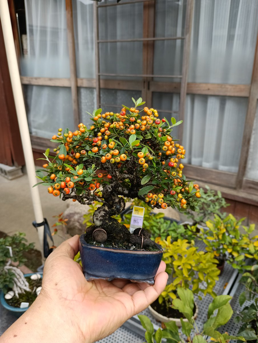 133 厚岸ホテイアツモリソウ 小出 朝男 on X