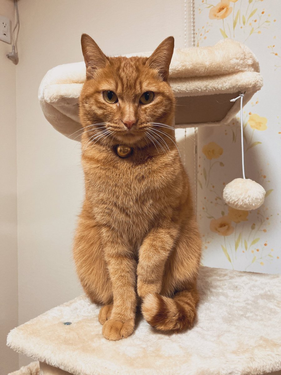 茶々丸出品 静岡茶 静岡銘茶詰合せ ｜ 産直お取り寄せニッポンセレクト