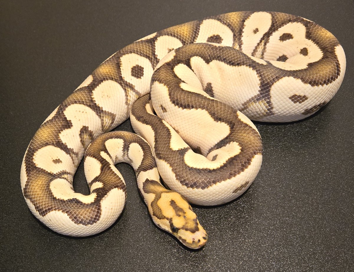 champpythons's tweet image. 1.0 Desert Ghost, Orange Dream, Clown

championpythons.com