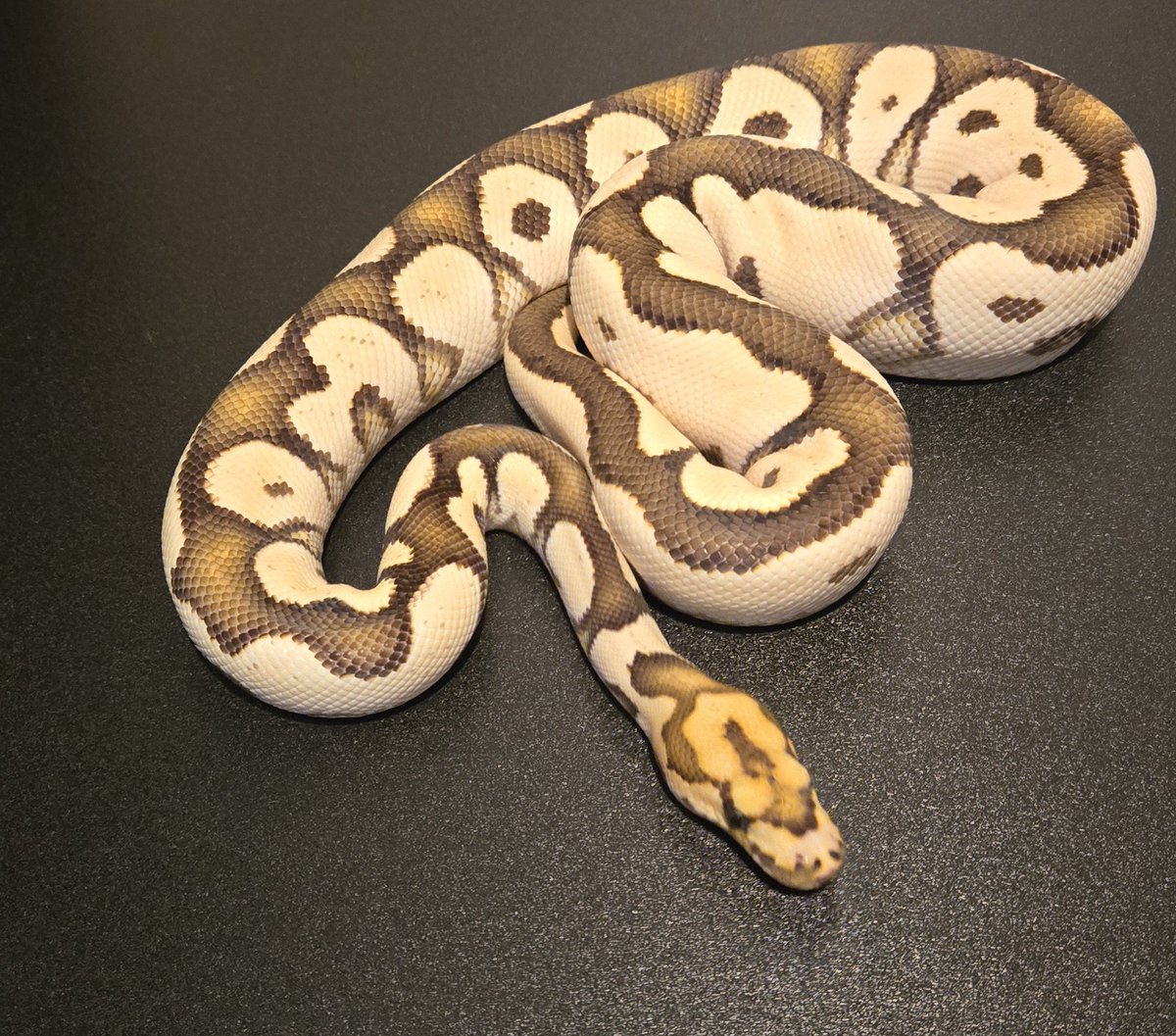 champpythons's tweet image. 1.0 Desert Ghost, Orange Dream, Clown

championpythons.com