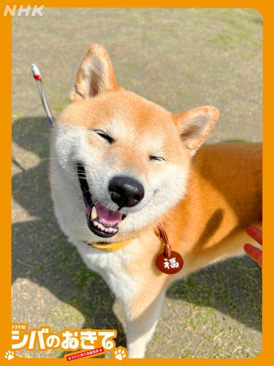 ドラマ10【#シバのおきて ～われら犬バカ編集部～】

福ちゃんの笑顔をキャッチ📸 

劇中で使われているネームタグには「福助」の「福」の字がデザインされています。

福を呼び込んでくれそうな笑顔です😊

📺第1回再放送のお知らせ【総合】
10/3(金)午前2:00～午前2:45

nhk.jp/g/ts/E4LJK16GL…