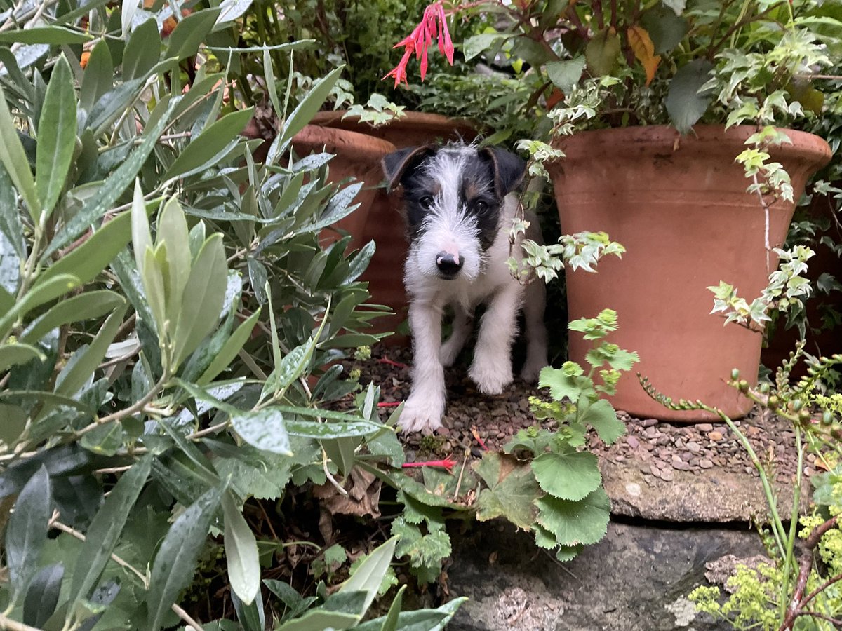 Berwickshire1st's tweet image. Not using this channel much as not a pleasant place but  breaking silence to introduce our new terrier who we expect will be a lot of fun.

Yet to post a proper memorial to Brodie who we had to help on his way in May

Jack is a successor, not a
replacement
#terrier
#jackrussell