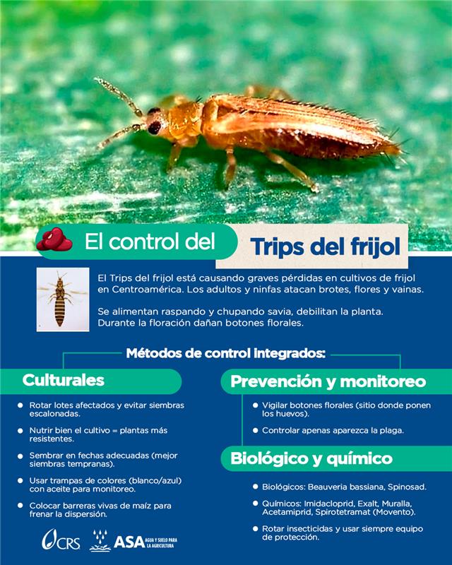 AguaVerdeASA's tweet image. 🌱🐛 El Trips ataca flores y brotes, ¡y se reproduce en solo 12 días! Prevención y monitoreo son clave. Protejamos el frijol que alimenta a nuestras familias 🫘💪 #TripsDelFrijol #ControlDePlagas