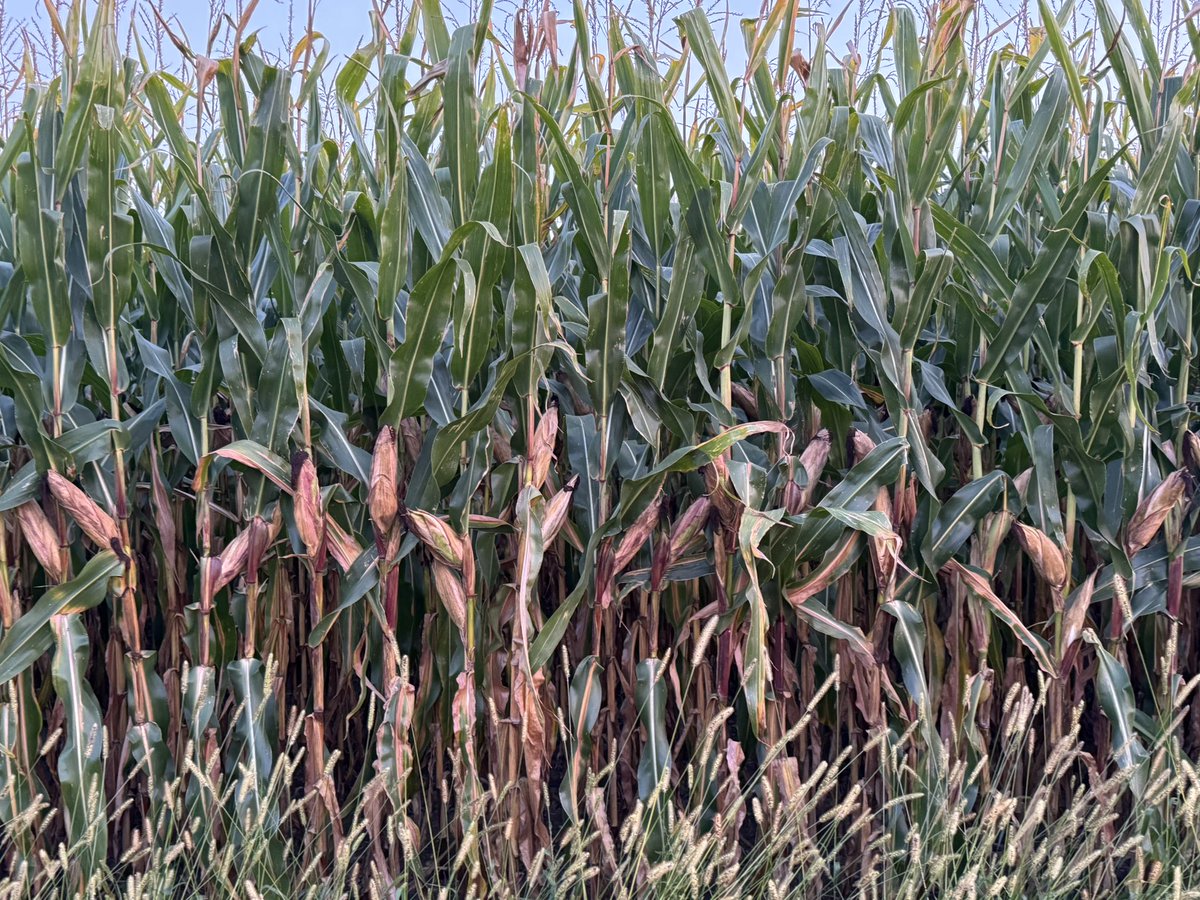 Ken Schaus 🇨🇦 tweet media