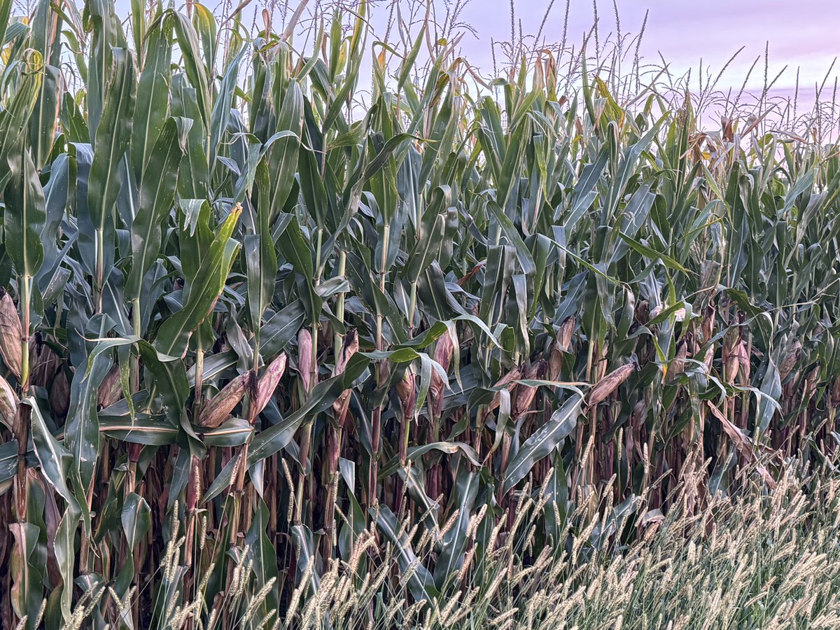 Ken Schaus 🇨🇦 tweet media