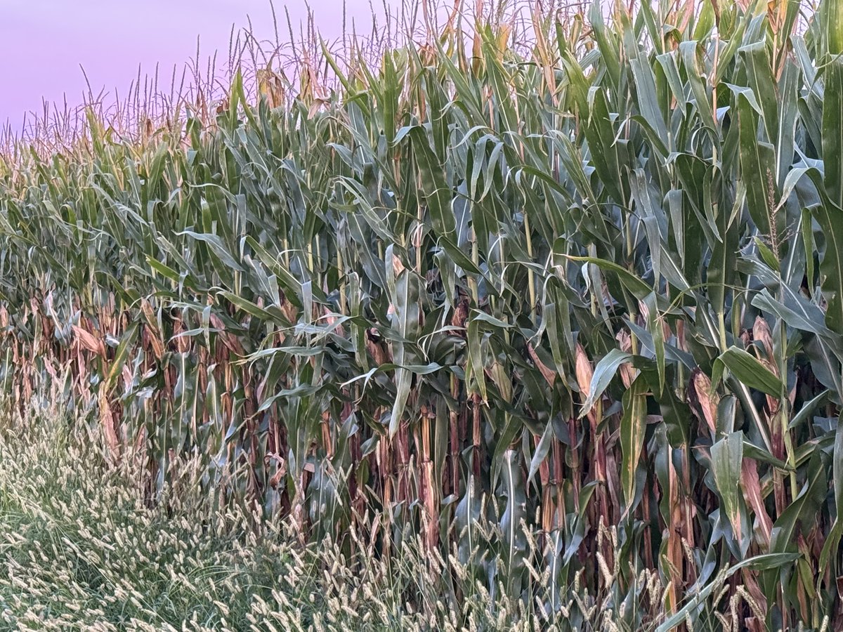 Ken Schaus 🇨🇦 tweet media