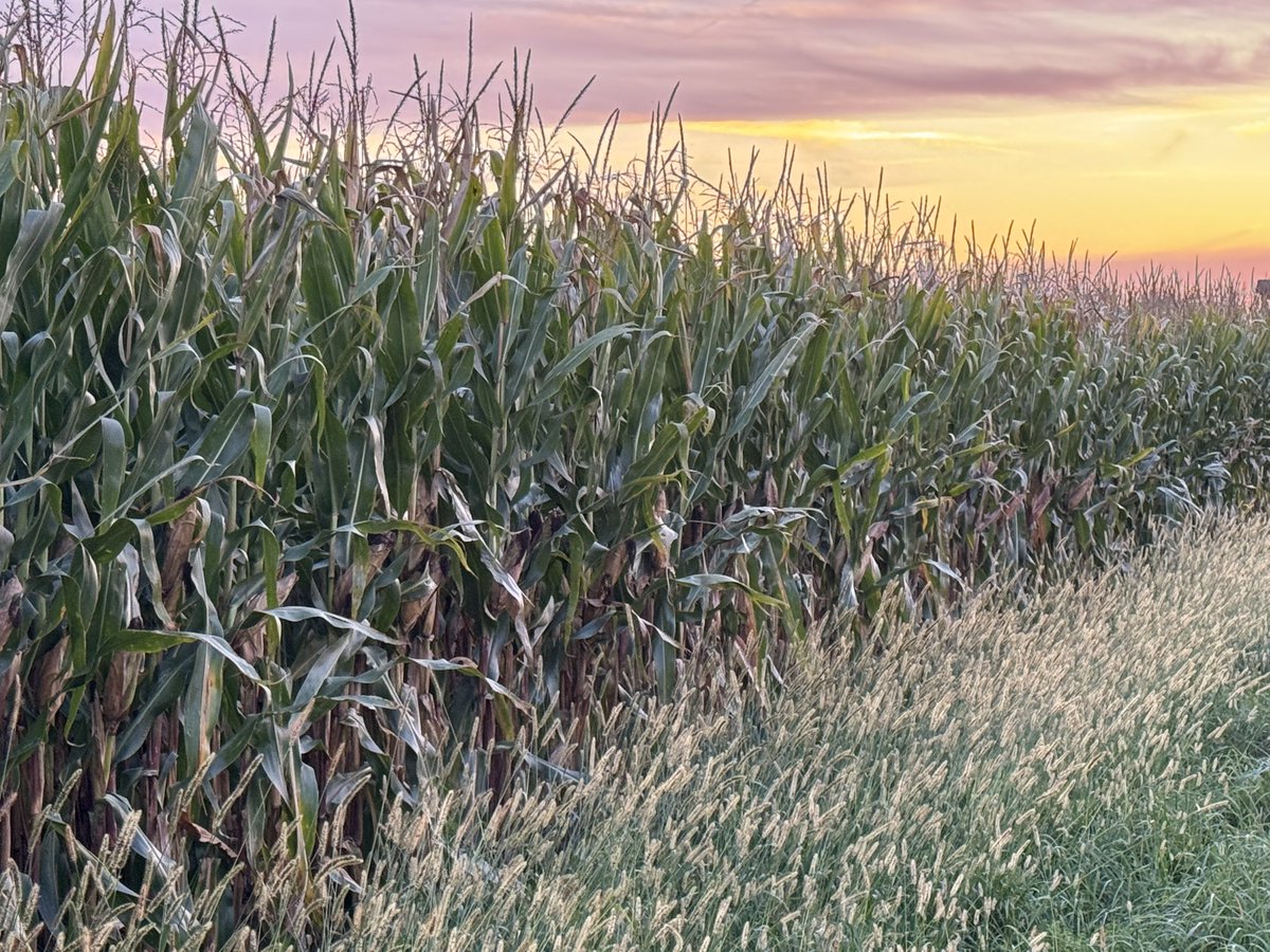 Ken Schaus 🇨🇦 tweet media