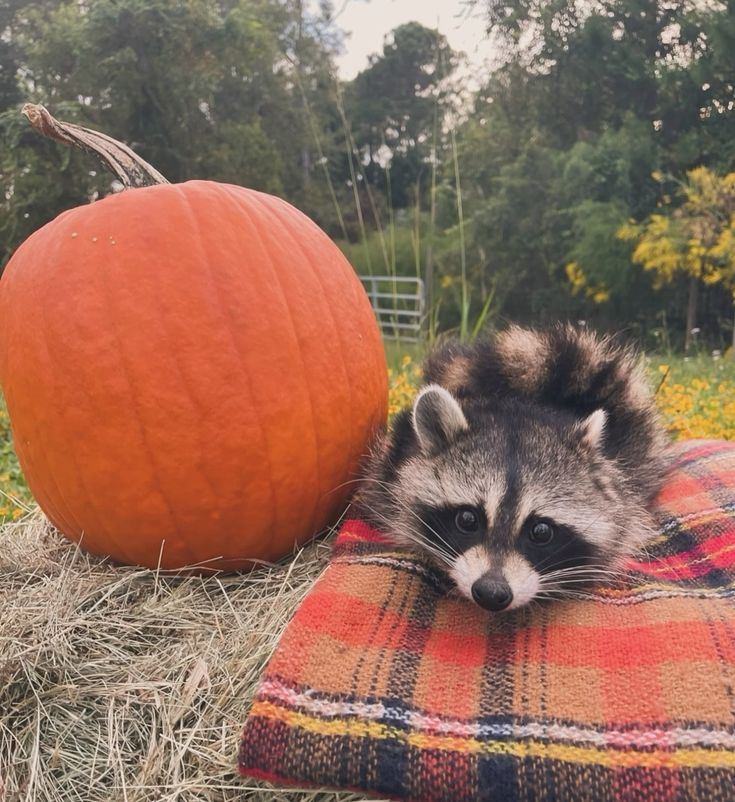 Racctober is upon us!!!!