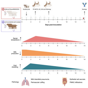 richardhirschs1's tweet image. ⚠️Reported in @CellReports 
H/T @FluTrackers @Fla_Medic 

Dairy cow- and avian-origin clade 2.3.4.4b H5N1 induces severe mastitis in lactating goats and transmission to suckling goats.

✴️H5N1 clade 2.3.4.4b has led to unprecedented spillover and spread among US dairy cows, with…