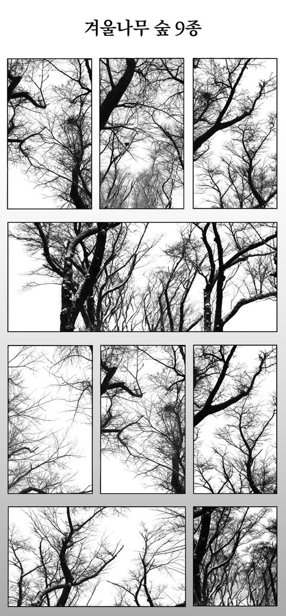 toonup2's tweet photo. ㅤ
⦁ 겨울나무 숲

⦁ 冬の木の森

⦁ Winter Woods

by 수박박이
ㅤ
https://t.co/YF1bsXQu9M https://t.co/LbdzKgTd0f
