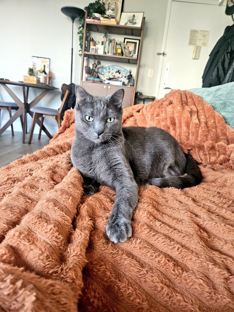 TalethP's tweet photo. Hi I'm writing anyway here's my cat https://t.co/kP2OJW8HRQ
