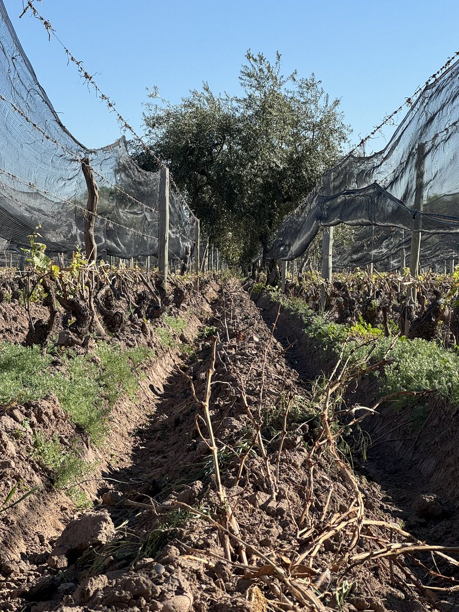el antes y después del enterramos los sarmientos de poda