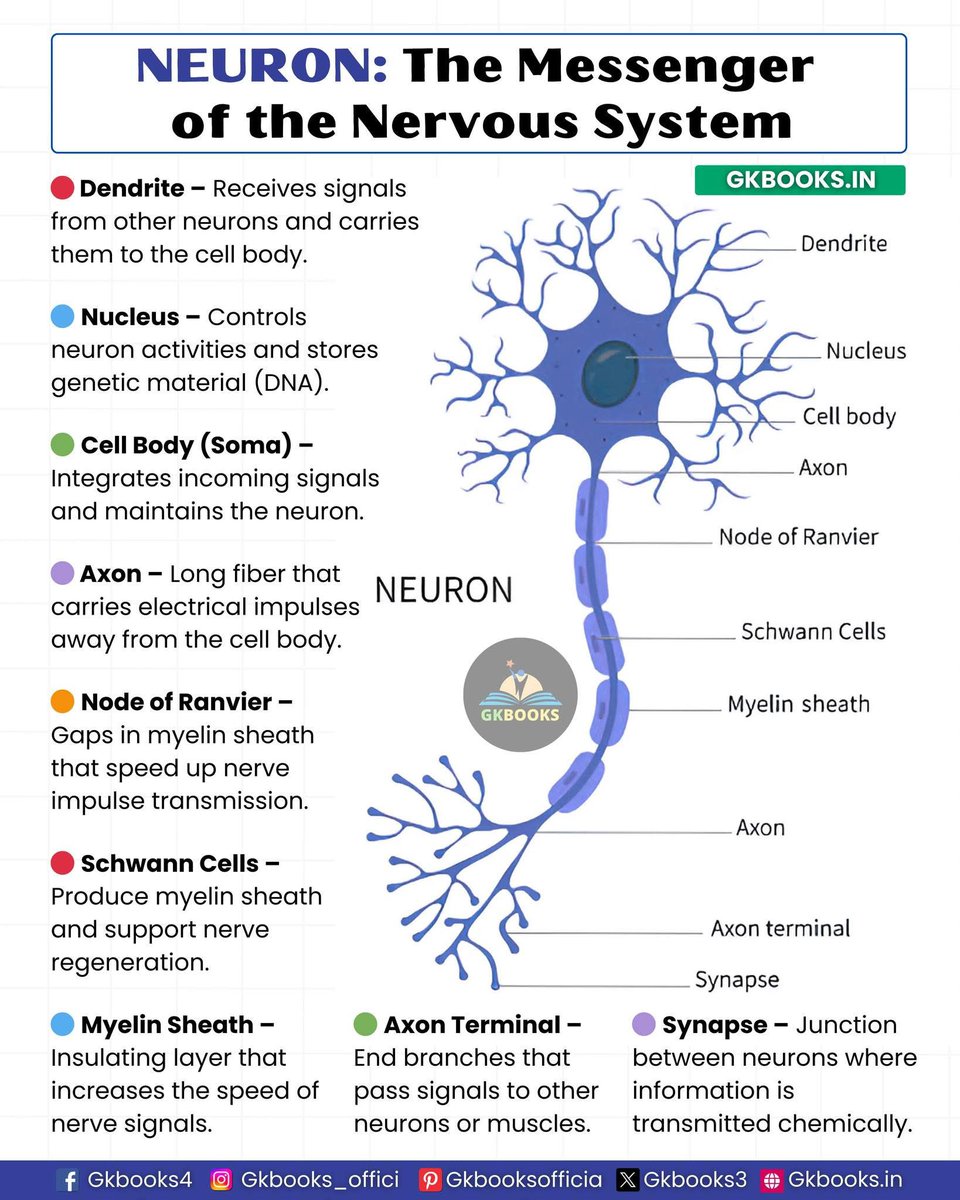 OGdukeneurosurg's tweet image. Neuron