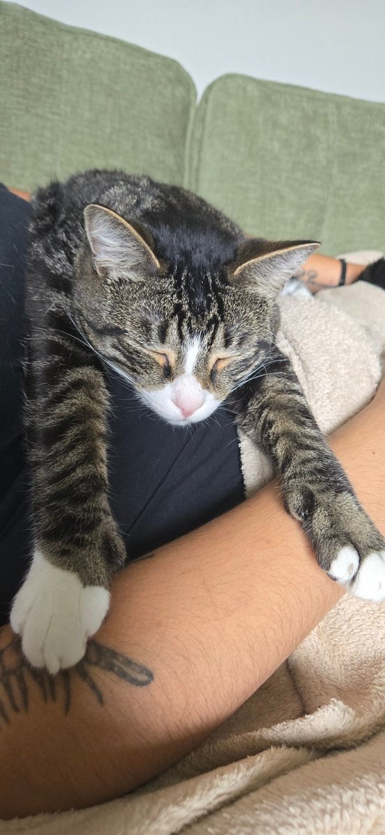 grohlski tweet media