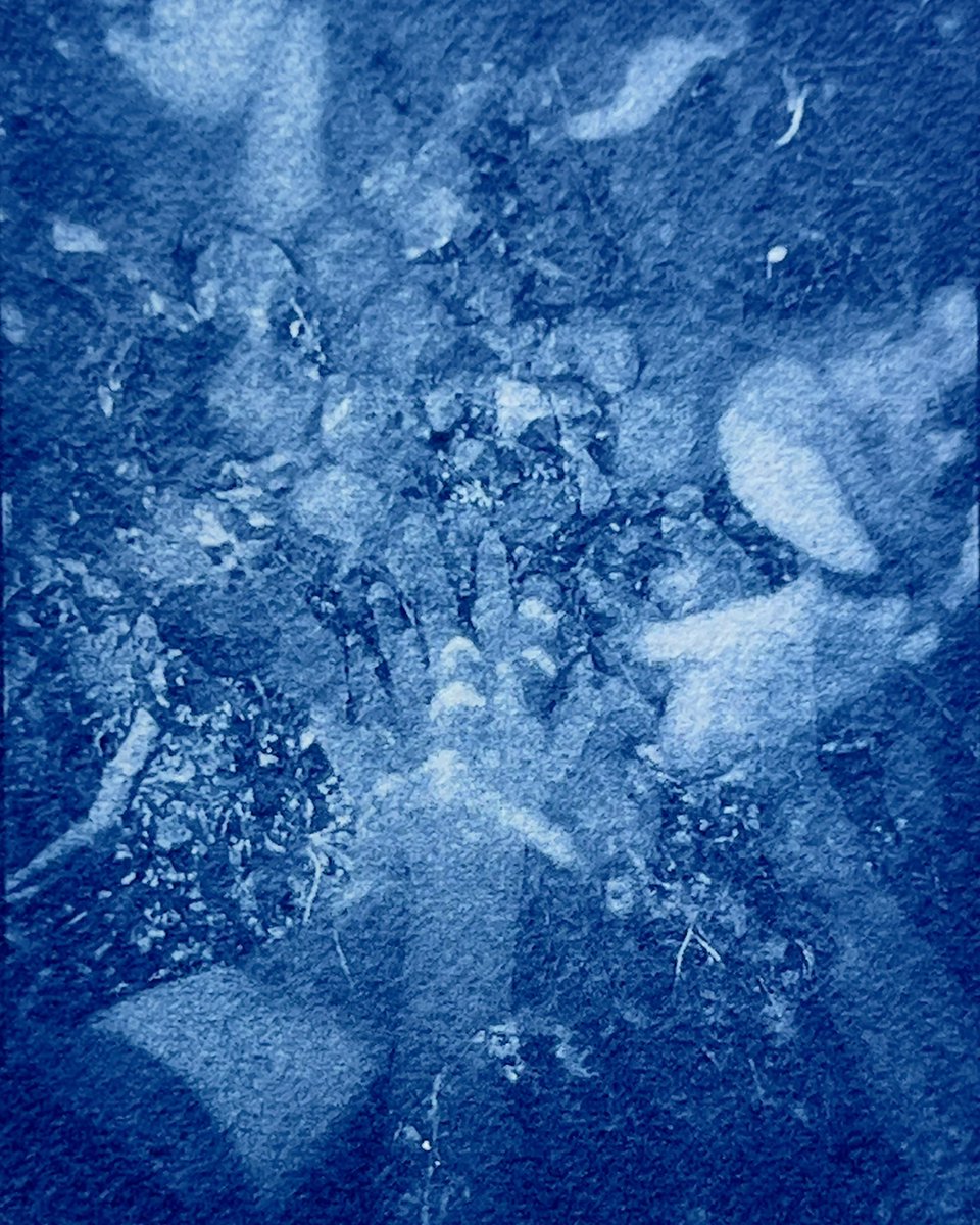 dear_in_bloom's tweet image. Veins of light

#alternativephotography #cyanotype #サヤノタイプ