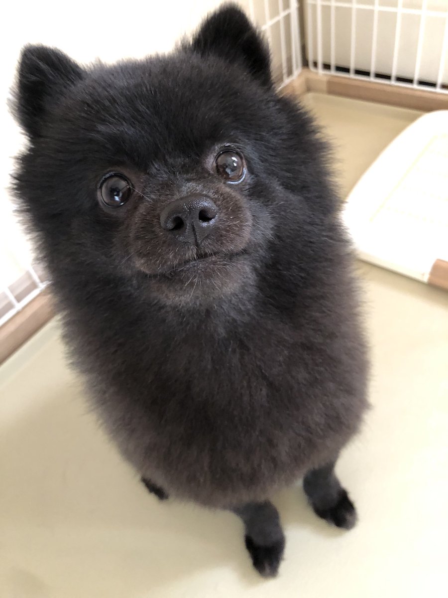 おは🐻です☀️
正しい姿勢でご飯待ち🍚
ビシッ🐻

#晴れたので朝んぽ行けた
#ポメラニアン
#犬のいる生活