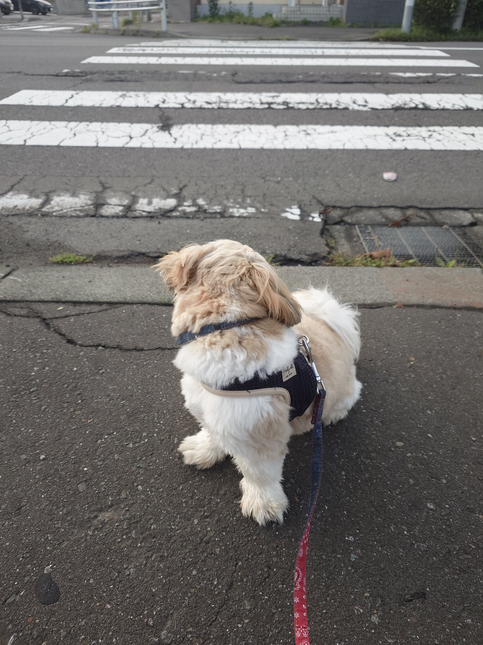 しっしー🌟 (@shishi_nsns) / X