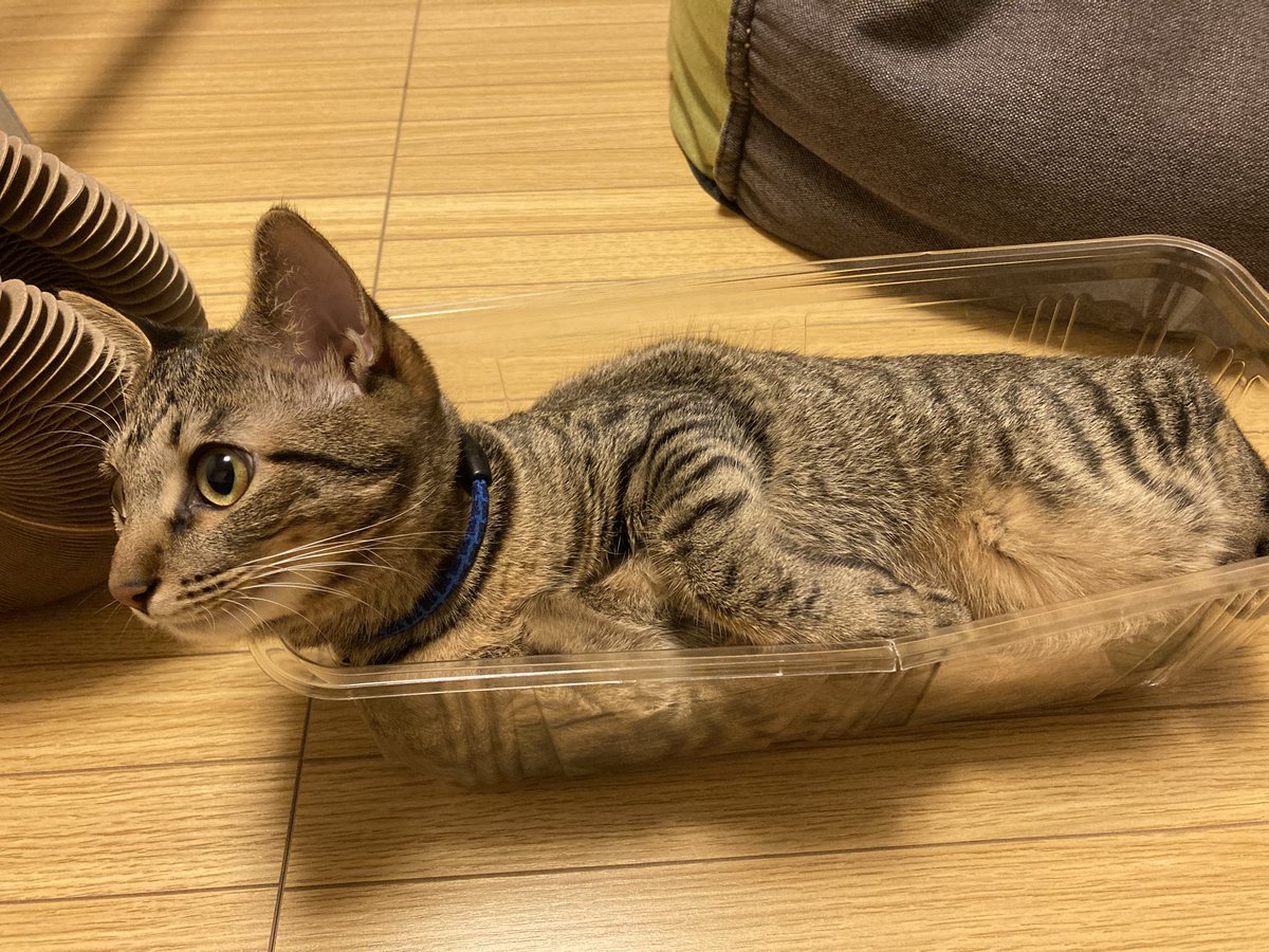 kontae12's tweet photo. #秋のキジトラ祭り
なんてすてきな祭りなんだー！ https://t.co/v1c7zGpayW