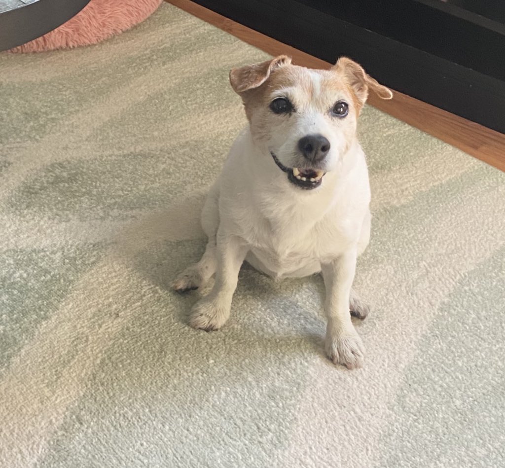 I have no picture proof, but I had sausage. For dessert. On a Wednesday! Hope it happens more often! 😋🐾♥️ #luckygirl #sausagewednesday #dogsofX