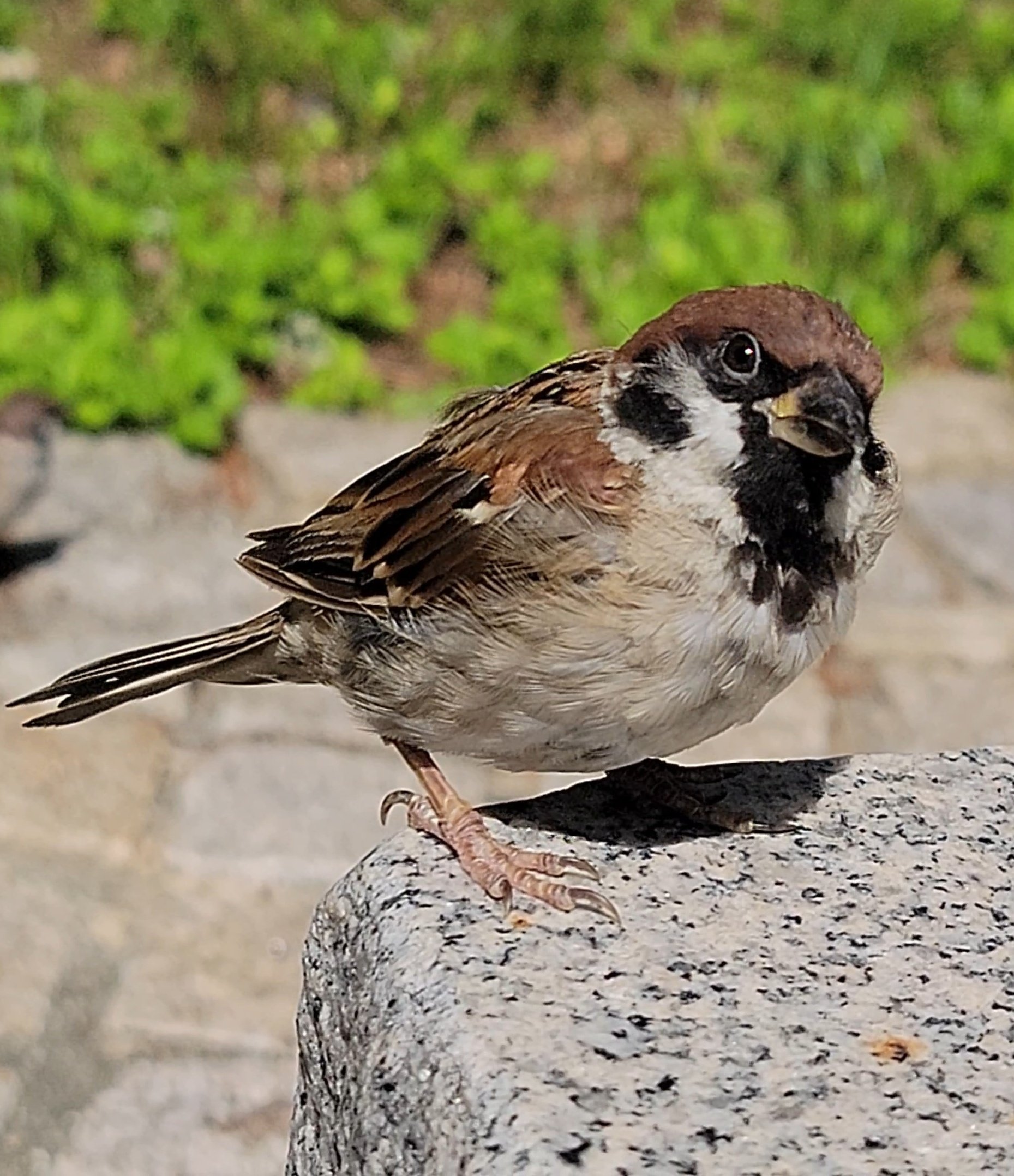 pipipiページ ピピピ (@pi_pipi33) / X