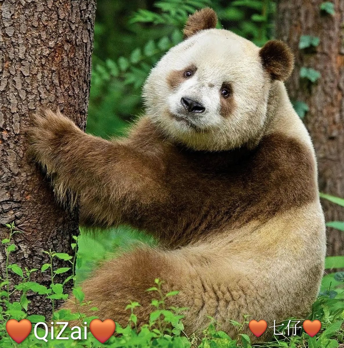 😍❤️~#QIZAI🐼🤎,the #cute #panda brown &amp; white !
#七仔🐼🤎was discovered in 2009, at the age of 2 months,with his Mother(black &amp; white).
#七仔🐼🤎was taken in by  Shaanxi Rare Wildlife Research and Rescue Center, after his mother allegedly abandoned him. 
By <a href="/molinet_josiane/">JOSIANE MOLINET🐼❤️</a>