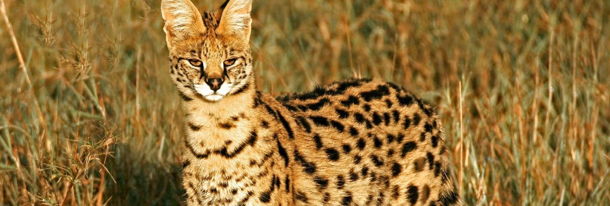 ServalEveryHr's tweet image. 