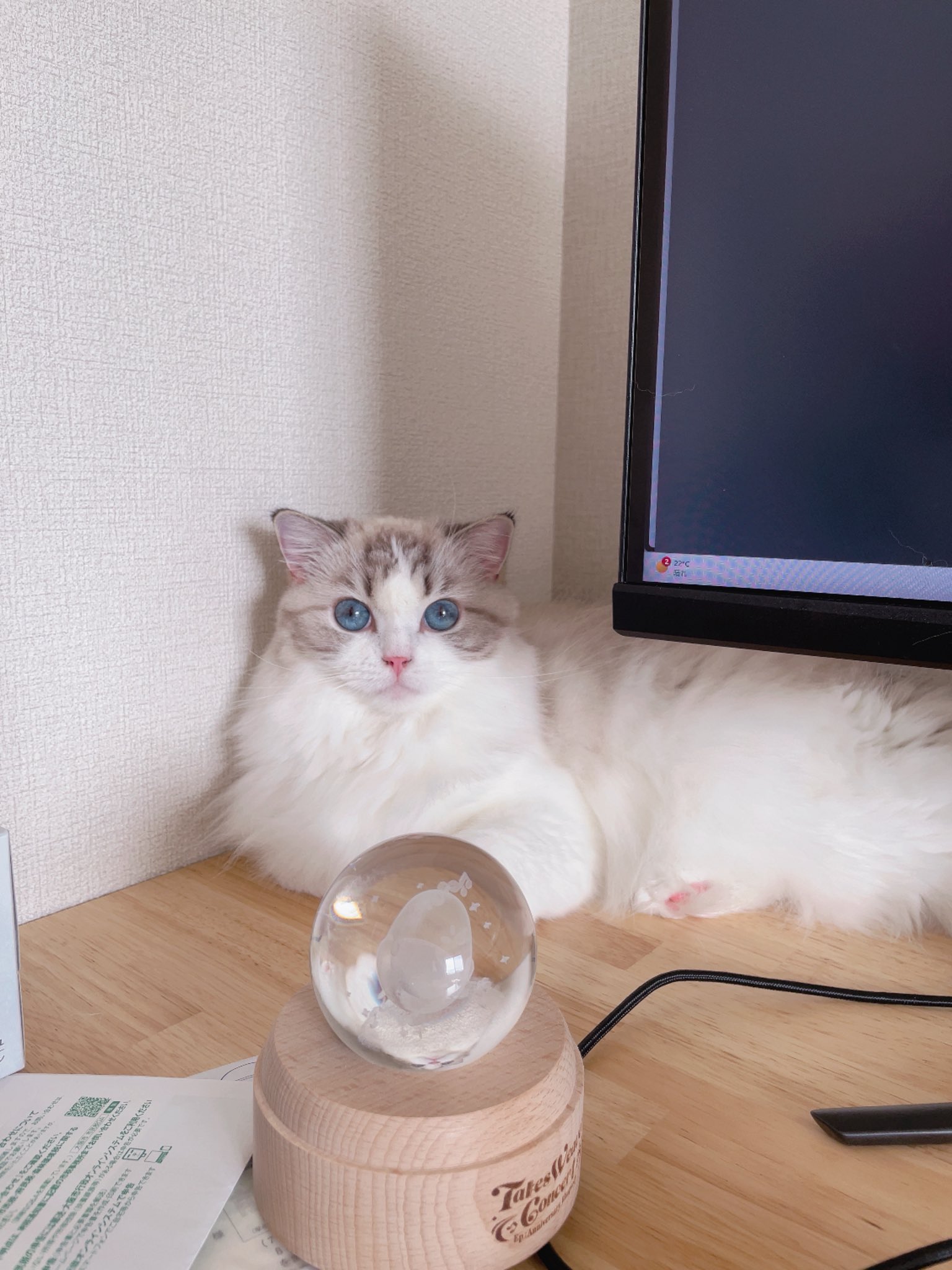 レア🧸 (@rhea_ragdoll) / X
