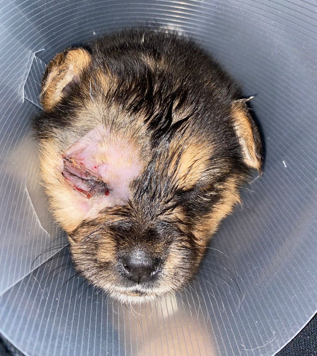 necesita aun pagar su estadia en la veterinaria y cirugía, harta difusion pero poca ayuda😞 por favor no puedo seguir con deudas, así no puedo ayudar a los animalitos, estamos mal de alimento igual, a sido difícil 😞
Solange Palacios
Banco estado
Cuenta rut
17376209-7