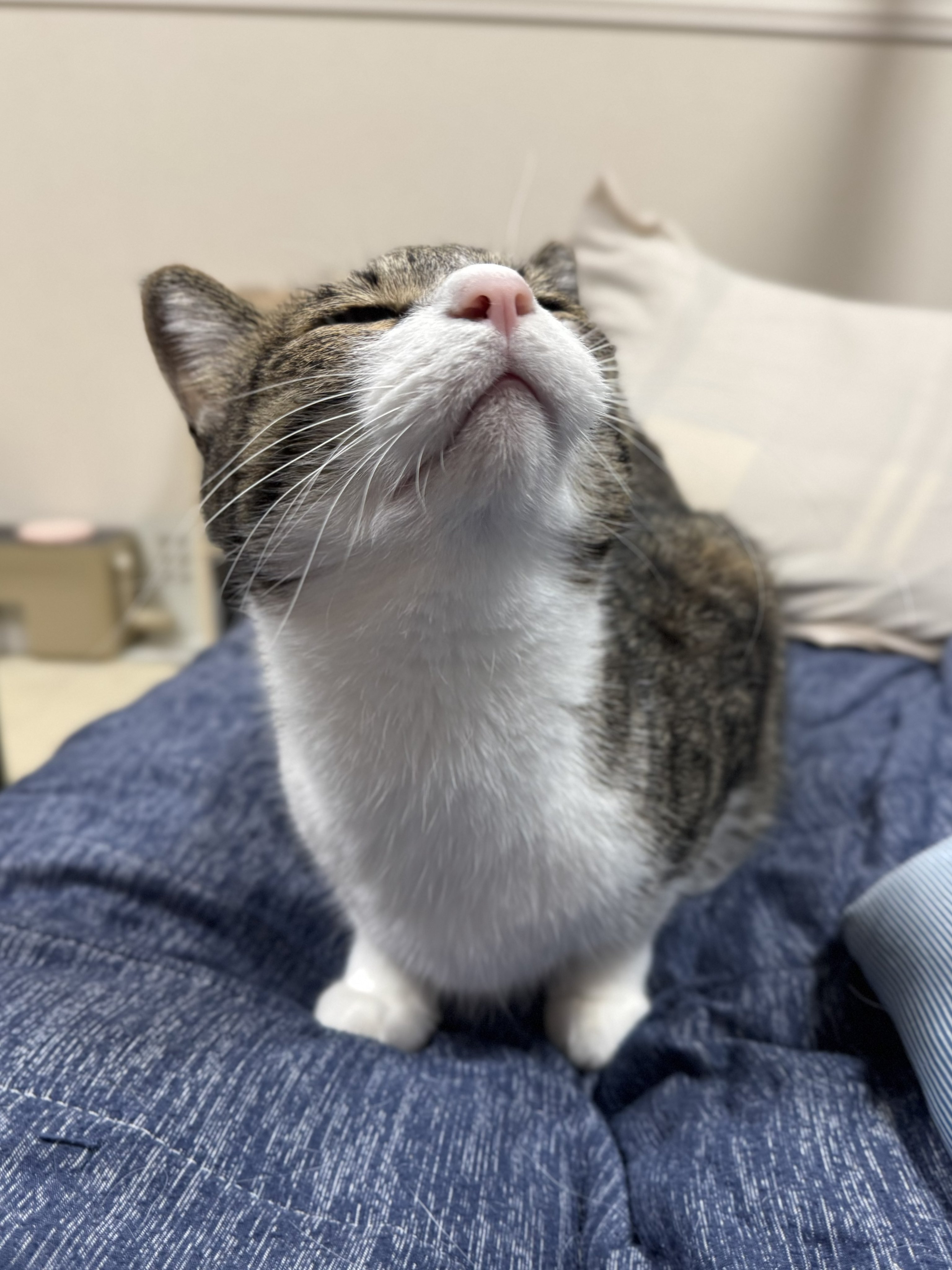 ぎんのねこ (@ginnonekoch) / X