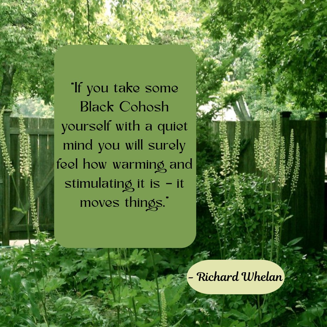 TanriaElemental's tweet photo. “If you take some Black Cohosh yourself with a quiet mind you will surely feel how warming and stimulating it is – it moves things.”

- Richard Whelan https://t.co/W9E9NoRYUO