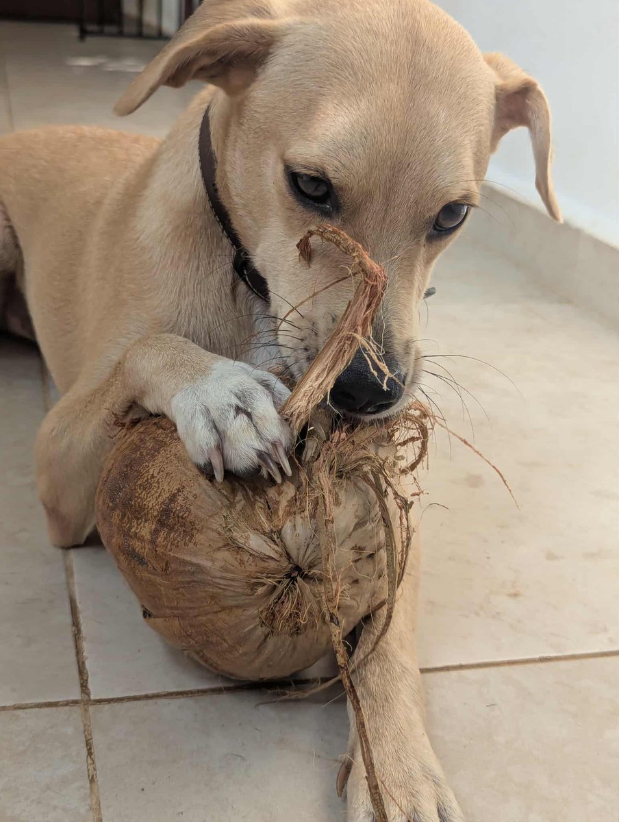 PMounou's tweet image. Le dernier larcin de Nestor: une noix de coco! 😄🥥

Il a joué pendant des heures. Parfait, il me prépare les fibres pour Rainbow le lézard, qui adore ça !

Aidé par Múuch, bien évidemment !

#coco #coconut #puppy
