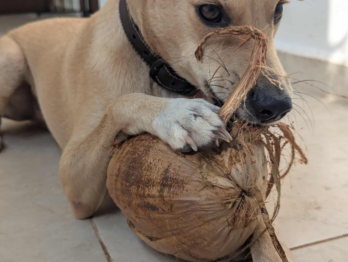 PMounou's tweet image. Le dernier larcin de Nestor: une noix de coco! 😄🥥

Il a joué pendant des heures. Parfait, il me prépare les fibres pour Rainbow le lézard, qui adore ça !

Aidé par Múuch, bien évidemment !

#coco #coconut #puppy