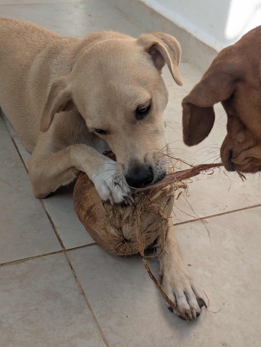 PMounou's tweet image. Le dernier larcin de Nestor: une noix de coco! 😄🥥

Il a joué pendant des heures. Parfait, il me prépare les fibres pour Rainbow le lézard, qui adore ça !

Aidé par Múuch, bien évidemment !

#coco #coconut #puppy